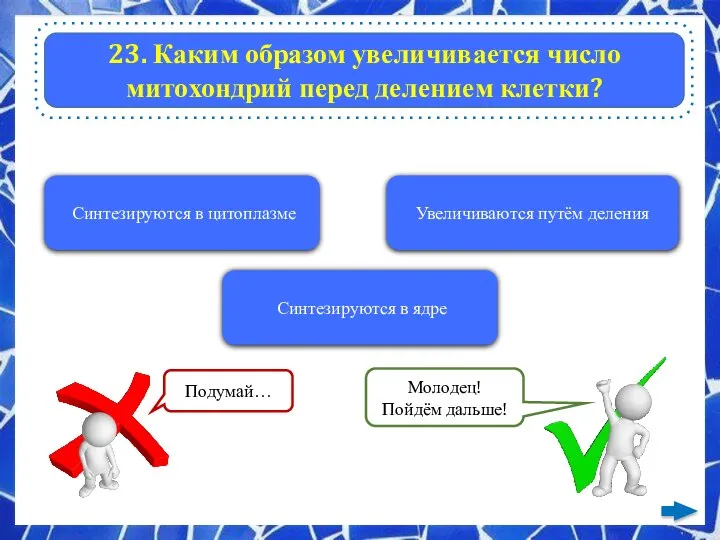 23. Каким образом увеличивается число митохондрий перед делением клетки? Синтезируются в цитоплазме