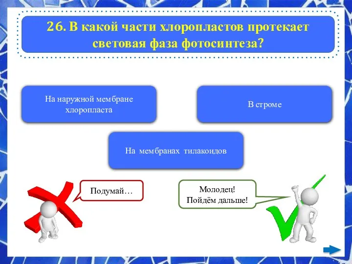 26. В какой части хлоропластов протекает световая фаза фотосинтеза? На наружной мембране