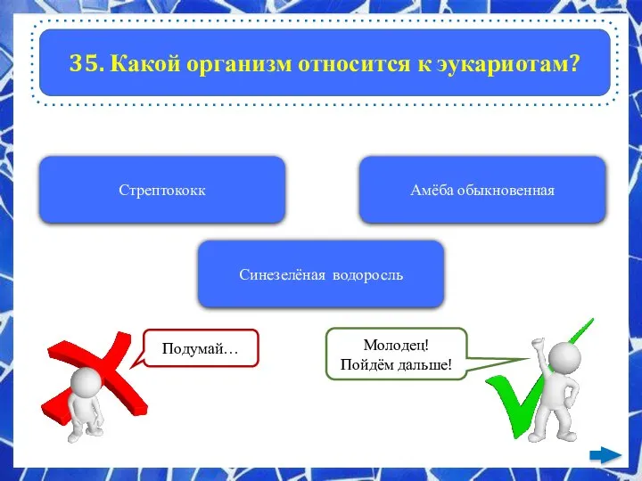 35. Какой организм относится к эукариотам? Стрептококк Амёба обыкновенная Синезелёная водоросль