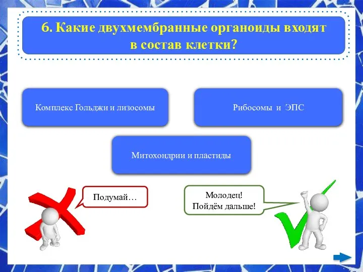 6. Какие двухмембранные органоиды входят в состав клетки? Комплекс Гольджи и лизосомы