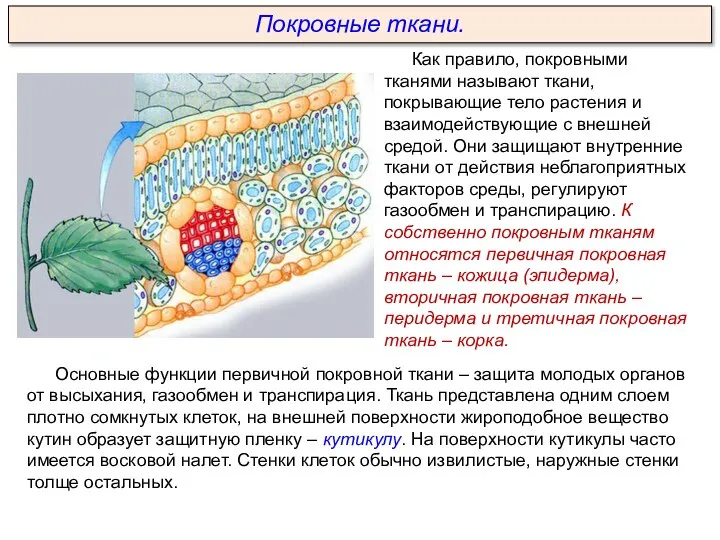 Как правило, покровными тканями называют ткани, покрывающие тело растения и взаимодействующие с