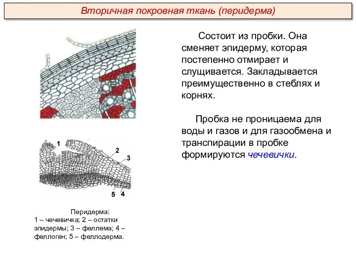 Состоит из пробки. Она сменяет эпидерму, которая постепенно отмирает и слущивается. Закладывается