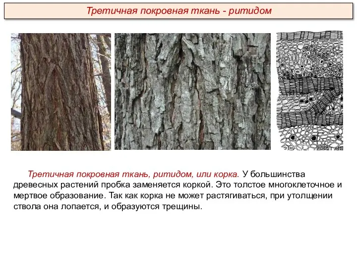 Третичная покровная ткань, ритидом, или корка. У большинства древесных растений пробка заменяется