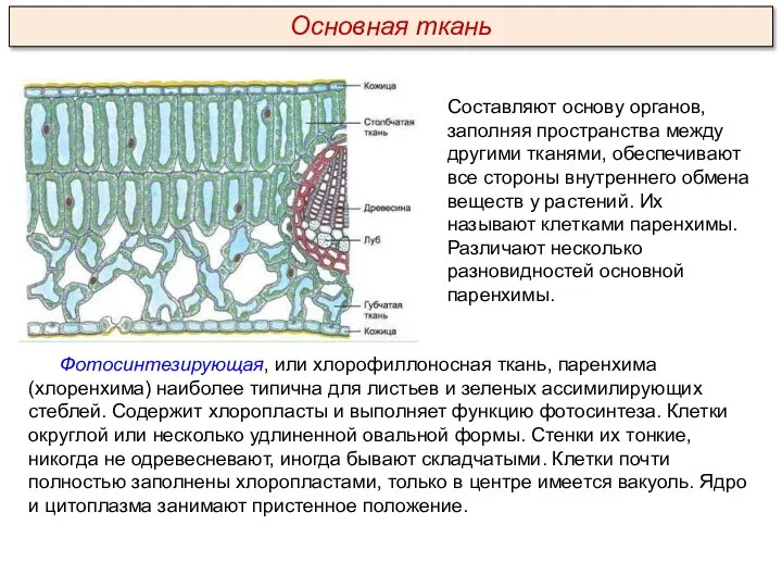 Фотосинтезирующая, или хлорофиллоносная ткань, паренхима (хлоренхима) наиболее типична для листьев и зеленых