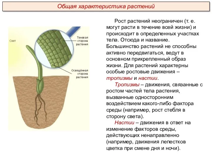 Рост растений неограничен (т. е. могут расти в течение всей жизни) и