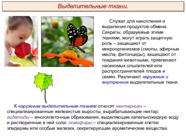 Служат для накопления и выделения продуктов обмена. Секреты, образуемые этими тканями, могут