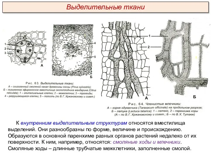 К внутренним выделительным структурам относятся вместилища выделений. Они разнообразны по форме, величине