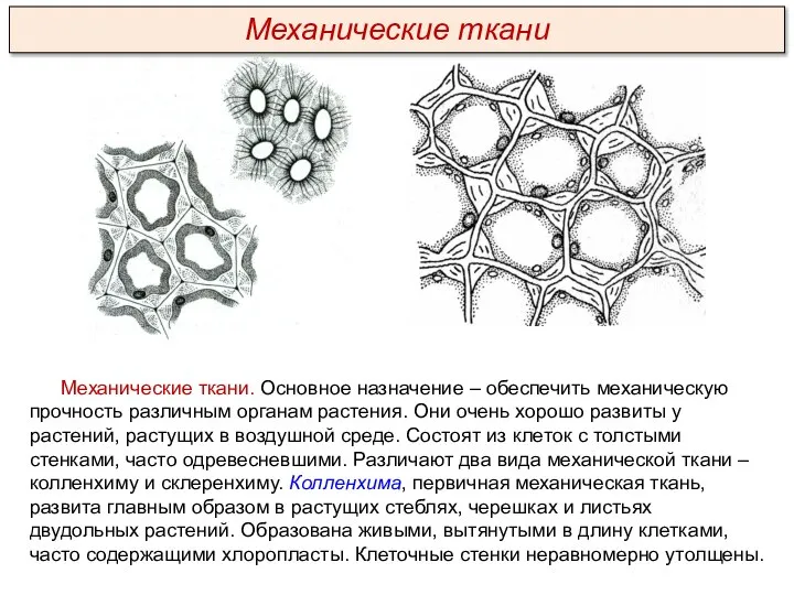 Механические ткани. Основное назначение – обеспечить механическую прочность различным органам растения. Они