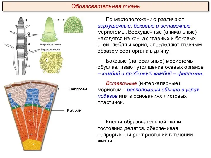 По местоположению различают верхушечные, боковые и вставочные меристемы. Верхушечные (апикальные) находятся на