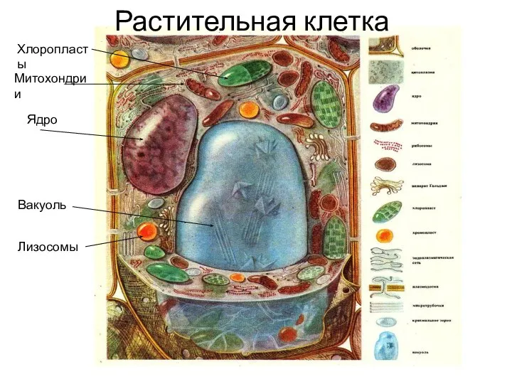 Ядро Вакуоль Хлоропласты Митохондрии Лизосомы Растительная клетка