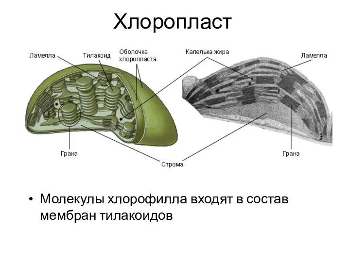 Хлоропласт Молекулы хлорофилла входят в состав мембран тилакоидов