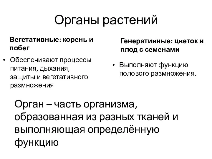 Органы растений Вегетативные: корень и побег Обеспечивают процессы питания, дыхания, защиты и