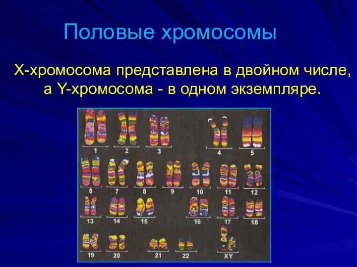 Половые хромосомы Х-хромосома представлена в двойном числе, а Y-хромосома - в одном экземпляре.