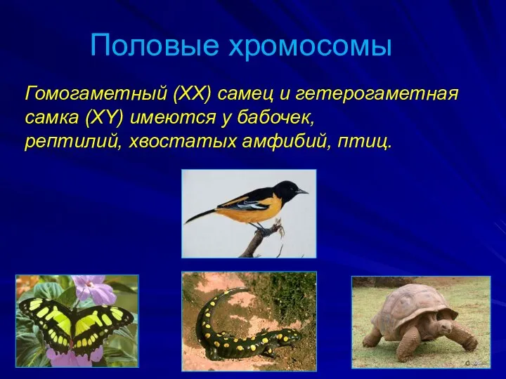 Половые хромосомы Гомогаметный (ХХ) самец и гетерогаметная самка (ХY) имеются у бабочек, рептилий, хвостатых амфибий, птиц.