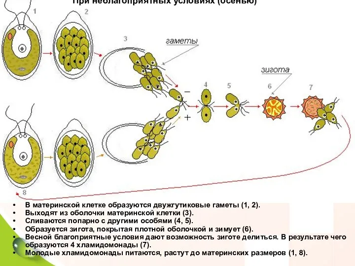 В материнской клетке образуются двужгутиковые гаметы (1, 2). Выходят из оболочки материнской