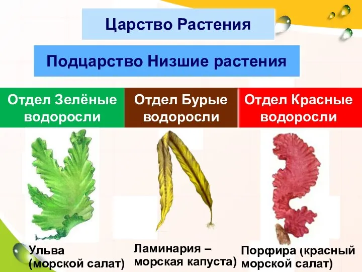 Царство Растения Подцарство Низшие растения Отдел Зелёные водоросли Отдел Красные водоросли Отдел