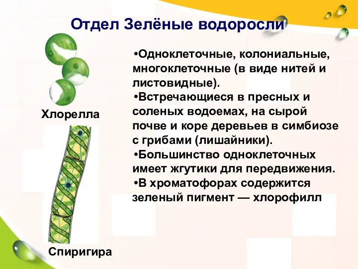 Отдел Зелёные водоросли Одноклеточные, колониальные, многоклеточные (в виде нитей и листовидные). Встречающиеся