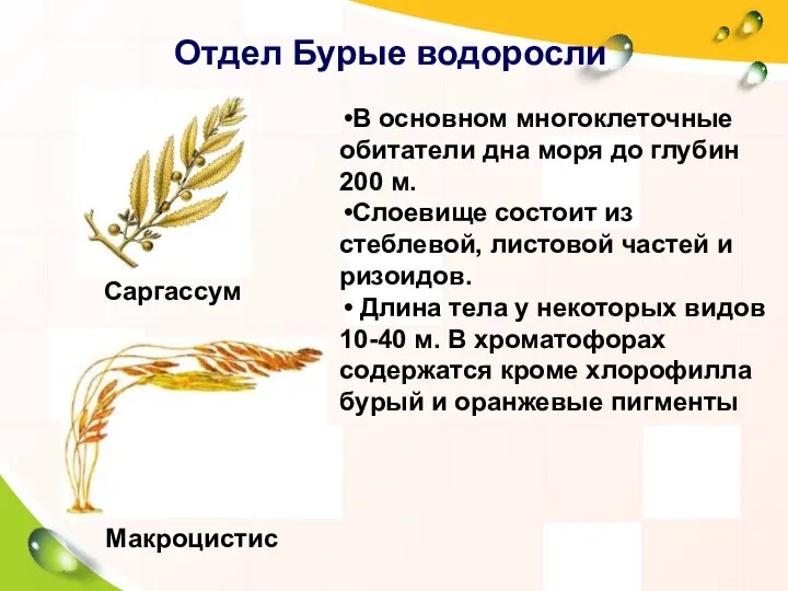 Отдел Бурые водоросли В основном многоклеточные обитатели дна моря до глубин 200