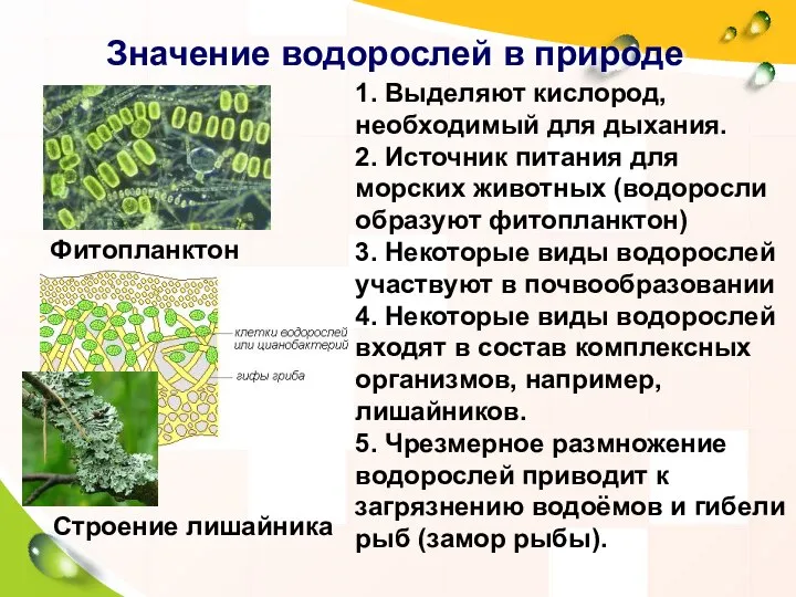 Значение водорослей в природе 1. Выделяют кислород, необходимый для дыхания. 2. Источник