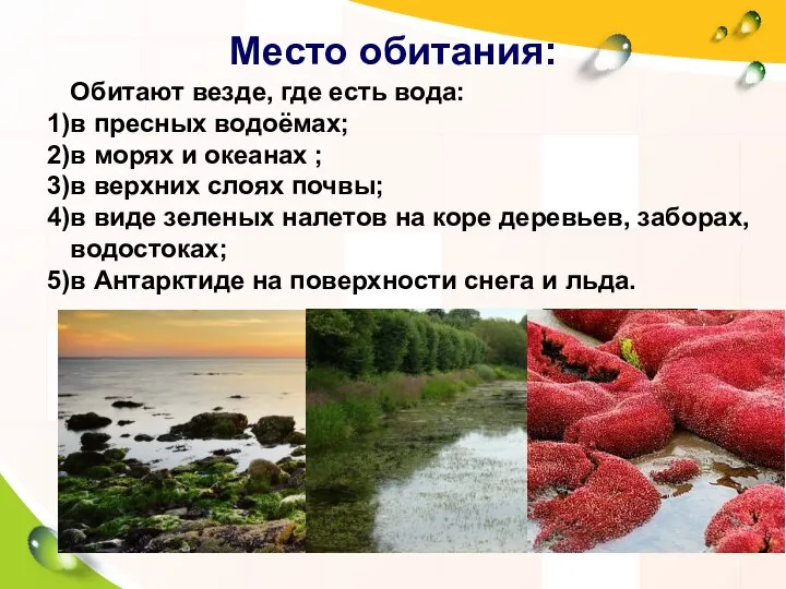 Место обитания: Обитают везде, где есть вода: в пресных водоёмах; в морях