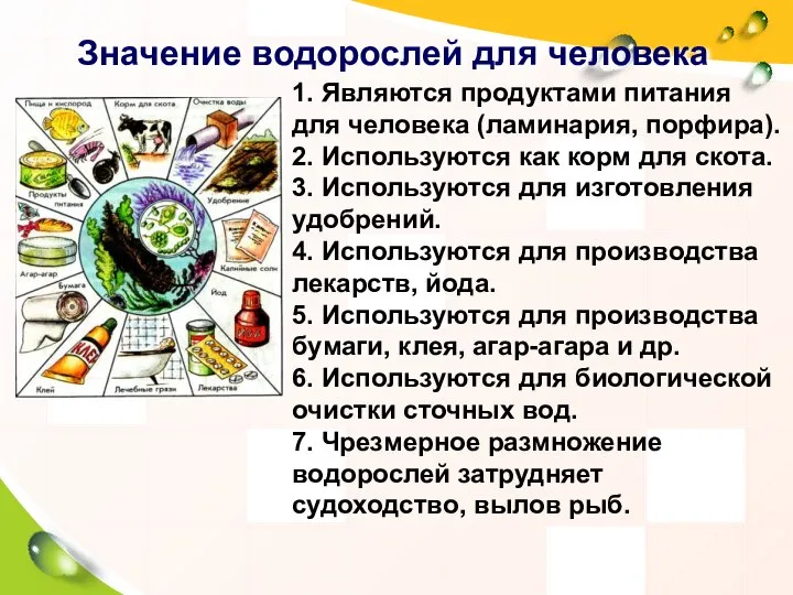 Значение водорослей для человека 1. Являются продуктами питания для человека (ламинария, порфира).