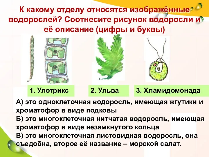 А) это одноклеточная водоросль, имеющая жгутики и хроматофор в виде подковы Б)