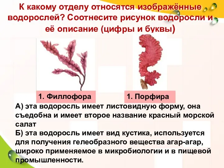 К какому отделу относятся изображённые водорослей? Соотнесите рисунок водоросли и её описание