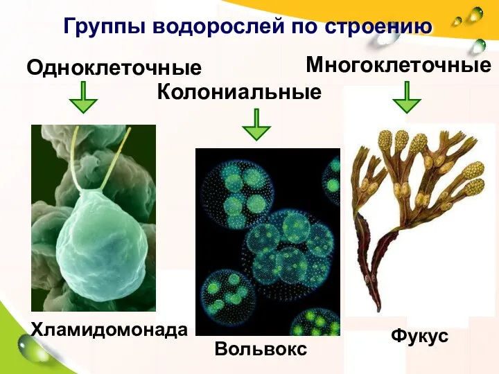 Хламидомонада Многоклеточные Колониальные Группы водорослей по строению Фукус Вольвокс Одноклеточные