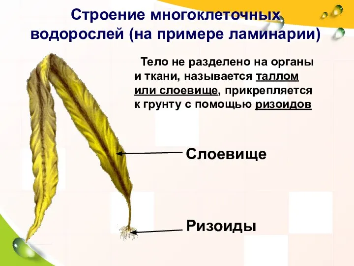 Строение многоклеточных водорослей (на примере ламинарии) Тело не разделено на органы и