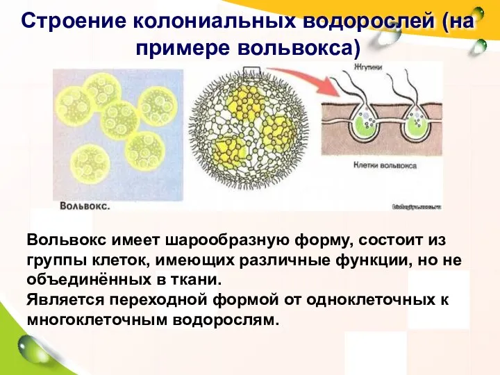 Строение колониальных водорослей (на примере вольвокса) Вольвокс имеет шарообразную форму, состоит из