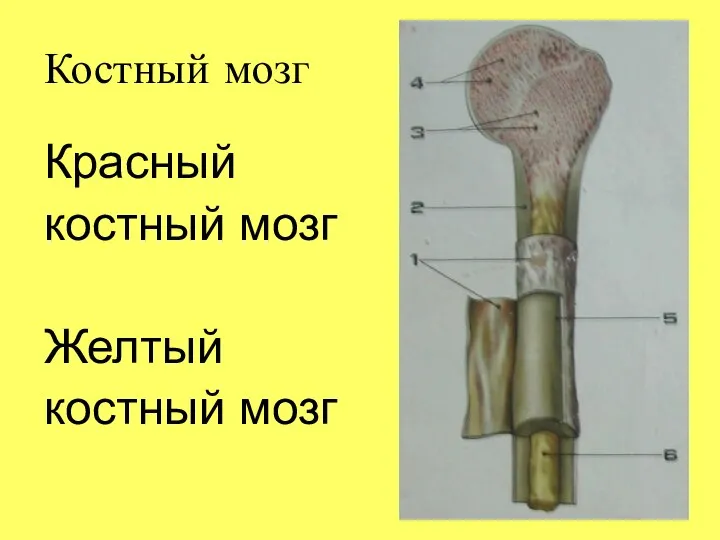 Костный мозг Красный костный мозг Желтый костный мозг