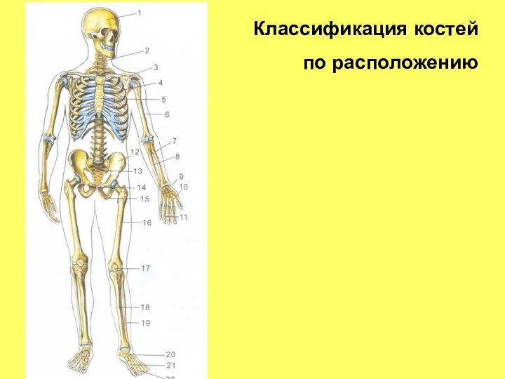 Классификация костей по расположению