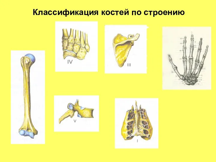 Классификация костей по строению