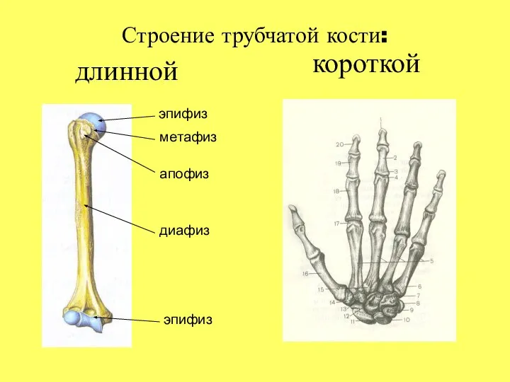 Строение трубчатой кости: длинной короткой