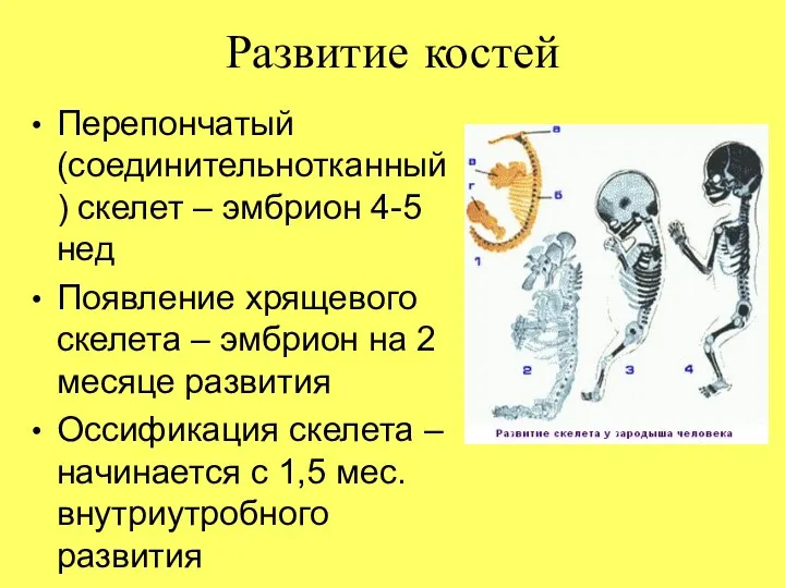 Развитие костей Перепончатый (соединительнотканный) скелет – эмбрион 4-5 нед Появление хрящевого скелета