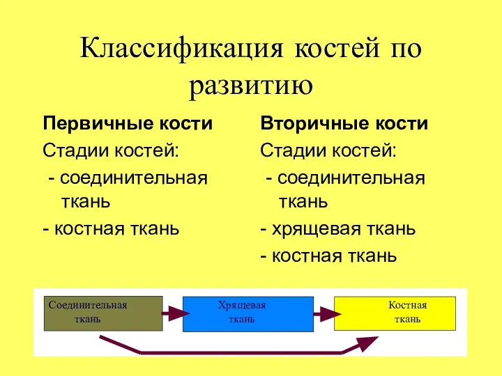 Классификация костей по развитию Первичные кости Стадии костей: - соединительная ткань -