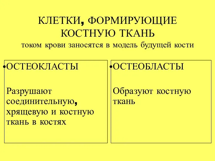 КЛЕТКИ, ФОРМИРУЮЩИЕ КОСТНУЮ ТКАНЬ током крови заносятся в модель будущей кости ОСТЕОБЛАСТЫ