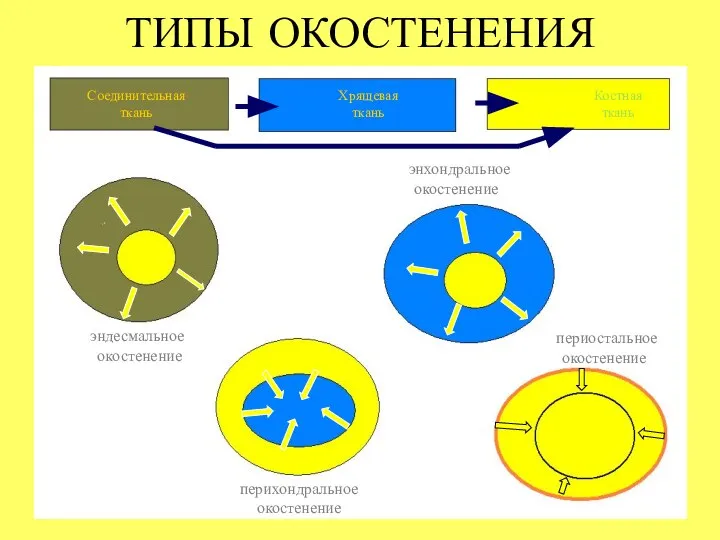 ТИПЫ ОКОСТЕНЕНИЯ