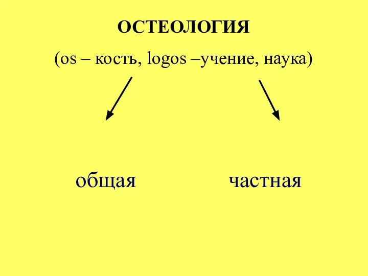 ОСТЕОЛОГИЯ (os – кость, logos –учение, наука) общая частная