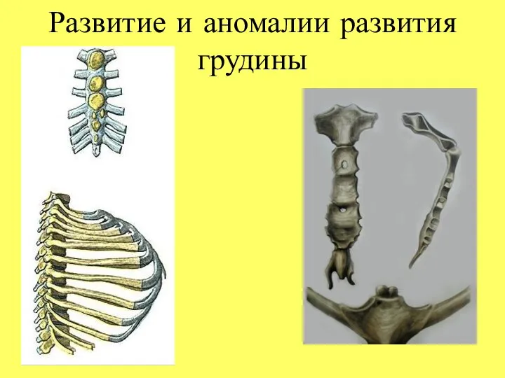 Развитие и аномалии развития грудины