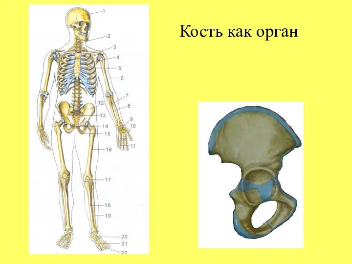 Кость как орган