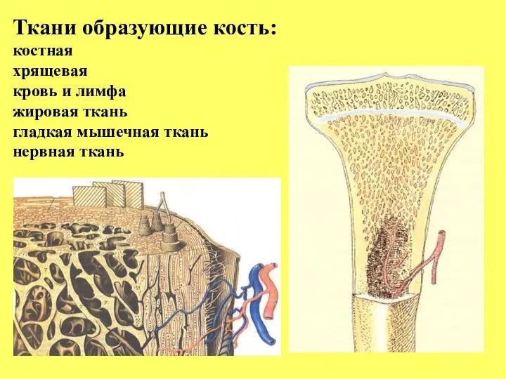 Ткани образующие кость: костная хрящевая кровь и лимфа жировая ткань гладкая мышечная ткань нервная ткань