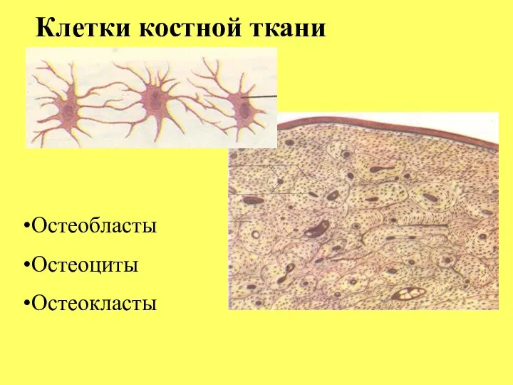 Клетки костной ткани Остеобласты Остеоциты Остеокласты