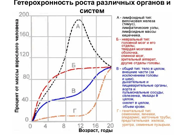 Гетерохронность роста различных органов и систем