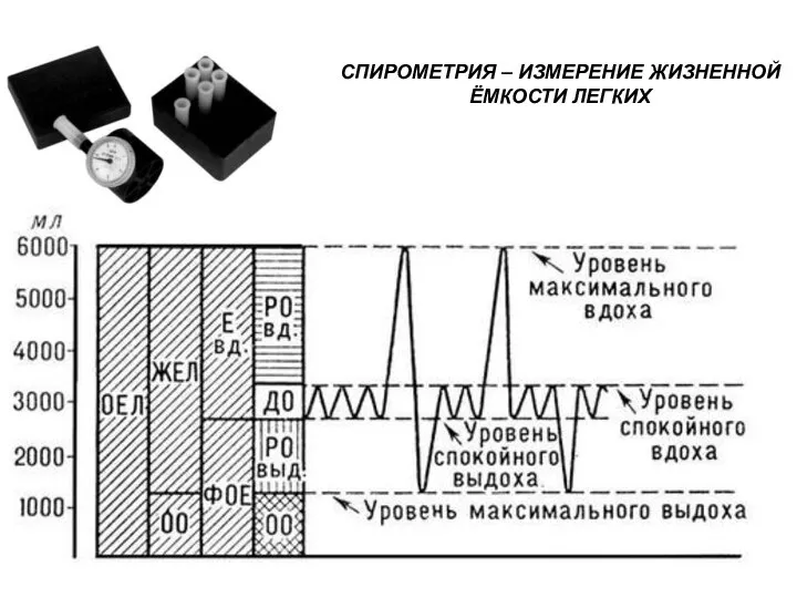 СПИРОМЕТРИЯ – ИЗМЕРЕНИЕ ЖИЗНЕННОЙ ЁМКОСТИ ЛЕГКИХ