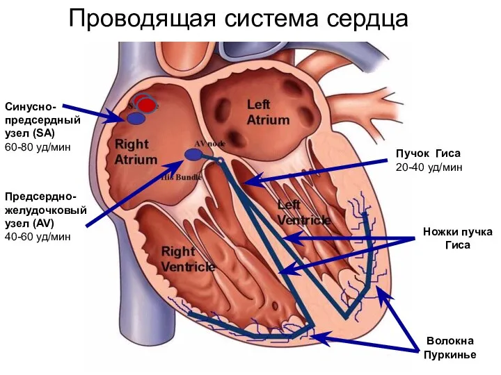 Проводящая система сердца Синусно-предсердный узел (SA) 60-80 уд/мин Предсердно-желудочковыйузел (AV) 40-60 уд/мин