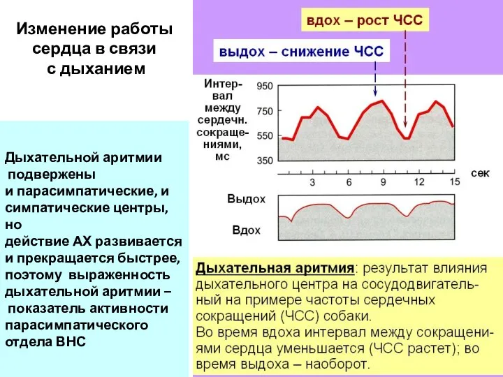 Изменение работы сердца в связи с дыханием Дыхательной аритмии подвержены и парасимпатические,