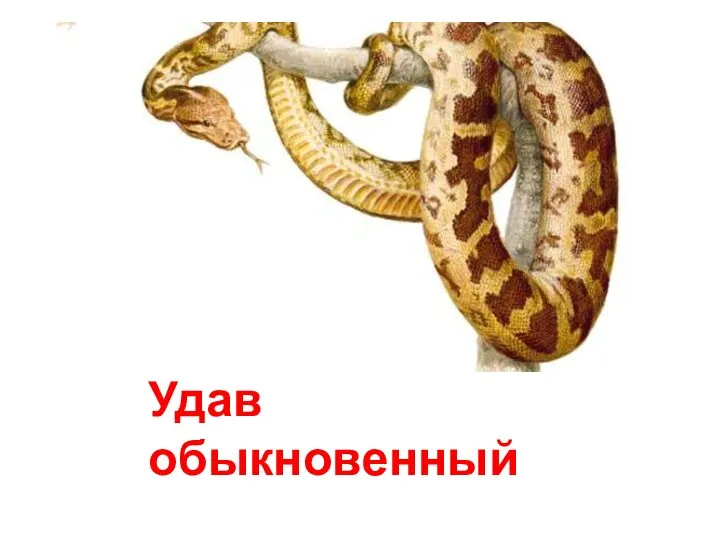 Удав обыкновенный