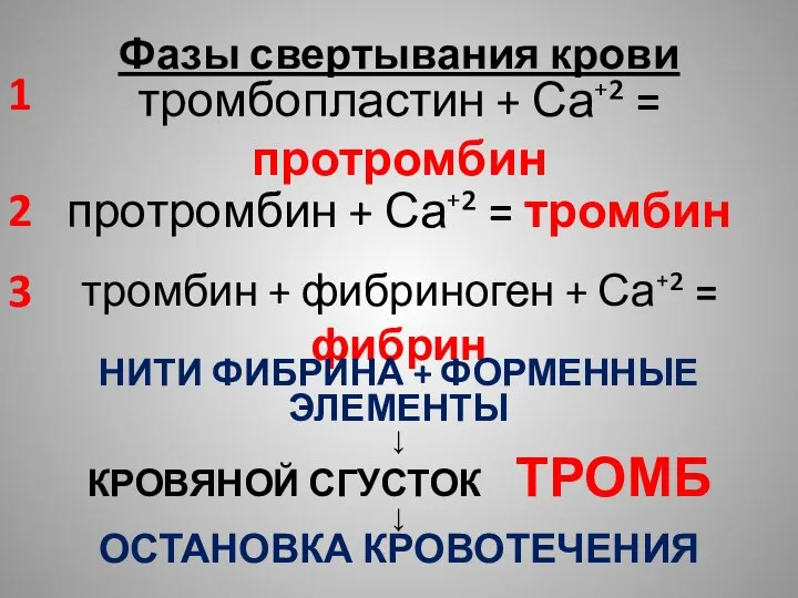 Фазы свертывания крови 1 тромбопластин + Са⁺² = протромбин протромбин + Са⁺²