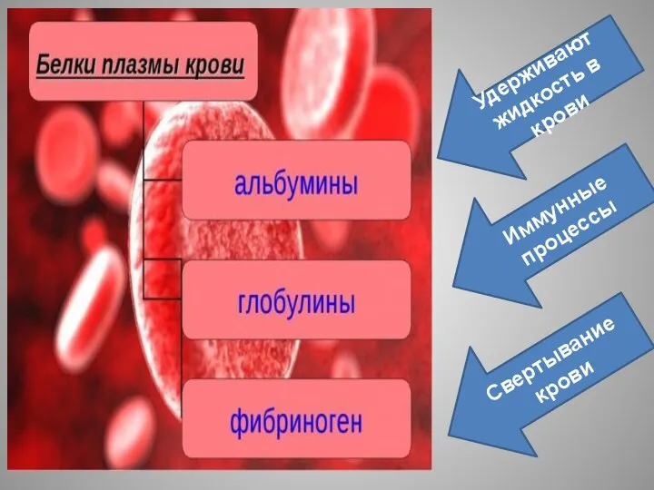 Удерживают жидкость в крови Иммунные процессы Свертывание крови